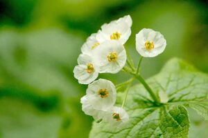 岩手山岳ガイドクラブ　大塚裕之のガイドツアー　岩手山