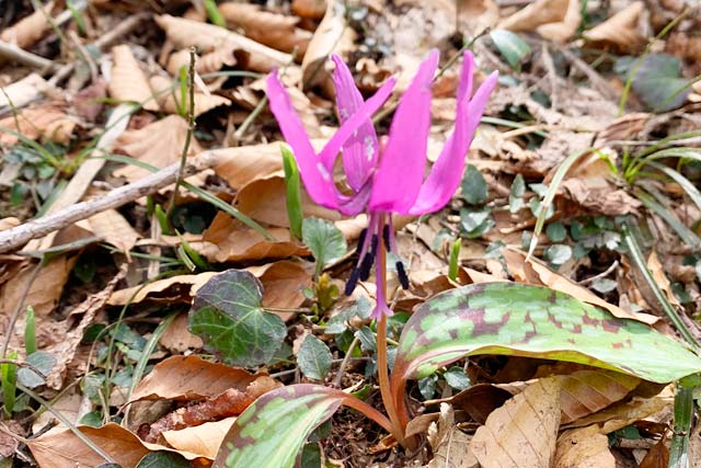 岩手山岳ガイドクラブ　中川智恵子のガイドツアー　羽山