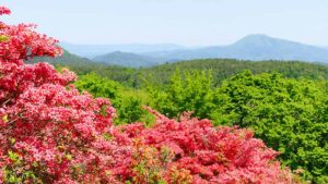 岩手山岳ガイドクラブ　中川智恵子のガイドツアー　 徳仙丈山