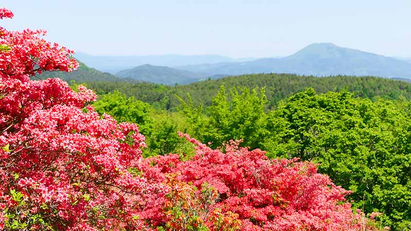 岩手山岳ガイドクラブ　中川智恵子のガイドツアー　 徳仙丈山