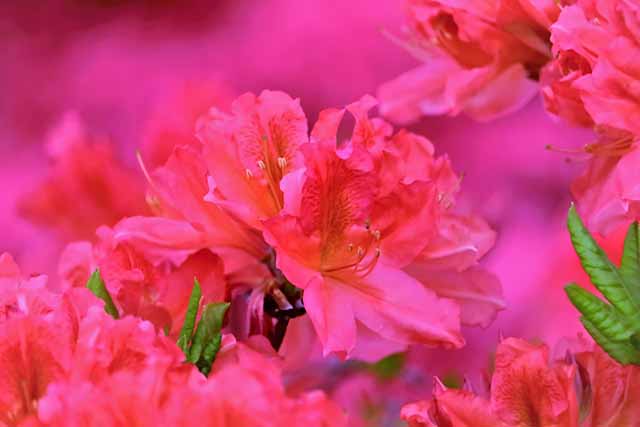 岩手山岳ガイドクラブ 中川智恵子のガイドツアー 徳仙丈山