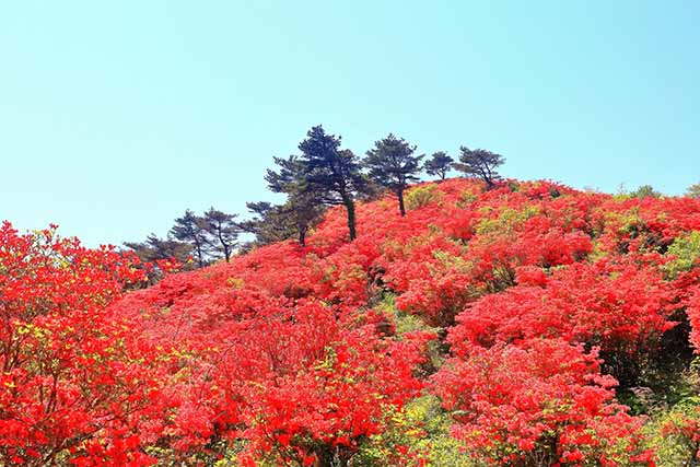 岩手山岳ガイドクラブ 中川智恵子のガイドツアー 徳仙丈山