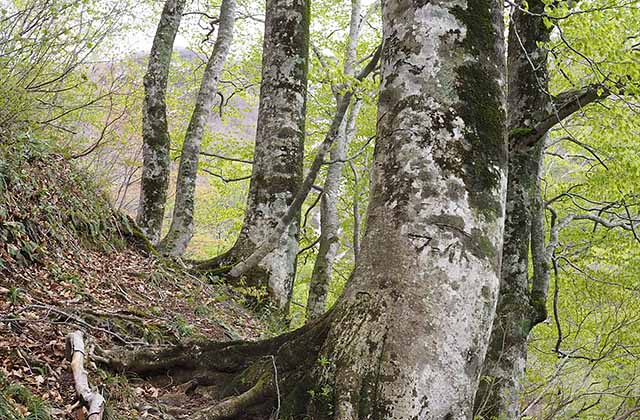神室山　岩手山岳ガイドクラブ　大塚 裕之